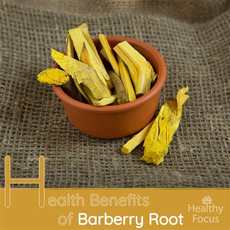 burberry root|health benefits of barberry root.